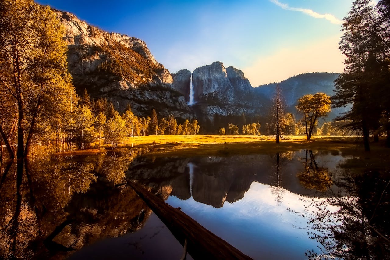 Forest Near Body of Water